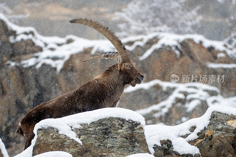 意大利valsavarenche Val D 'aosta，高山野山羊在冬季下雪环境中的大雄性